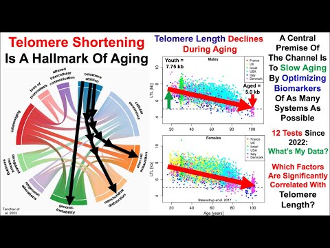 Telomere Length Test #12: Correlations With Diet